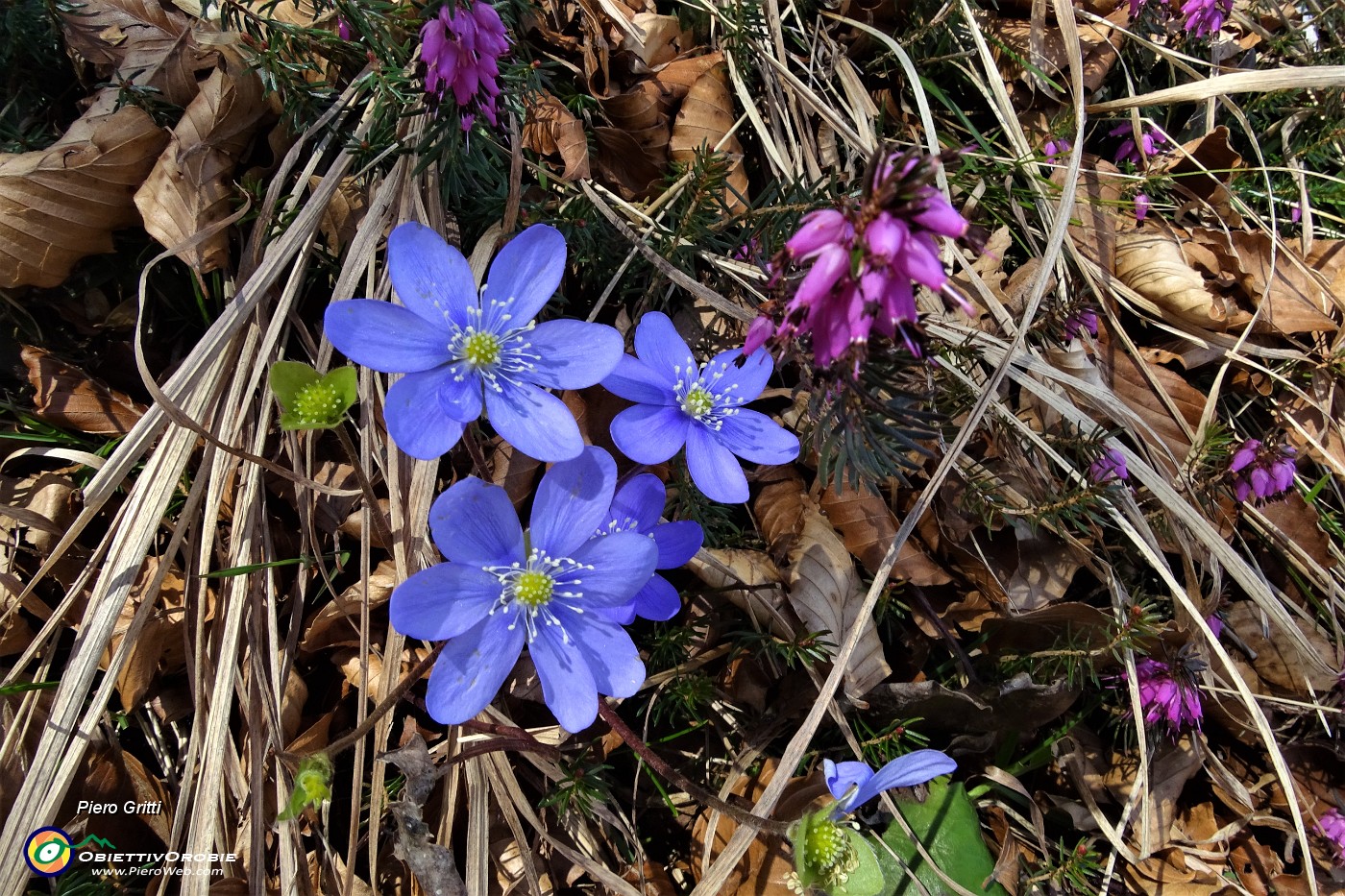 86 Erba trinita (Hepatica nobilis) con erica.JPG